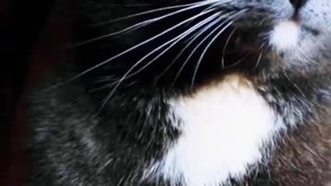 Black cute cat watching your eye #shorts #cutecats_oftheworld #cutecats