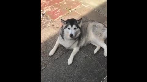 Husky, who likes to take a nap in the sun on the park aisle