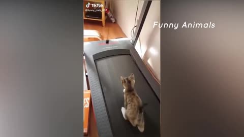 Funny cats videos/ cat TikTok/ funny cat TikTok compilation