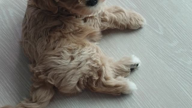 The belly of a fluffy little puppy.