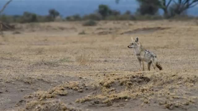 Meet the African Golden Wolf New Canine Discovered After 150 Years_Cut.mp4