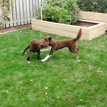 Boarder Collie Mix and Chocolate Lab having fun running around!
