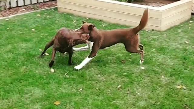 Boarder Collie Mix and Chocolate Lab having fun running around!