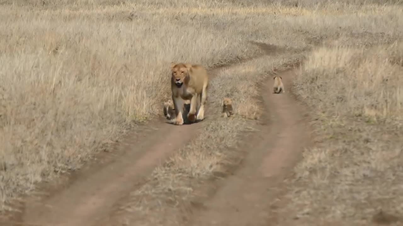 Baby lion cubs go on walk with mother