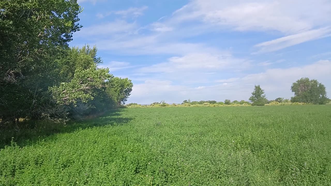 Tour Part 5: West Alfalfa Field