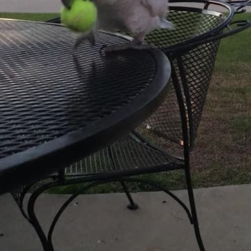 Cockatoo Taunts Dog With Tennis Ball In His Beak
