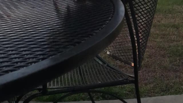 Cockatoo Taunts Dog With Tennis Ball In His Beak