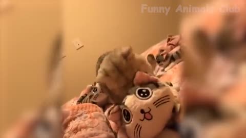 Best Funny Cat Videos That Will Make You Laugh All Day Lo