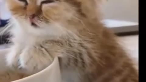 Cute 🐱 funny video..😍😍🎉