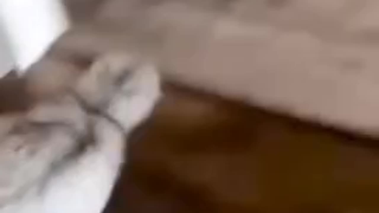 funny video