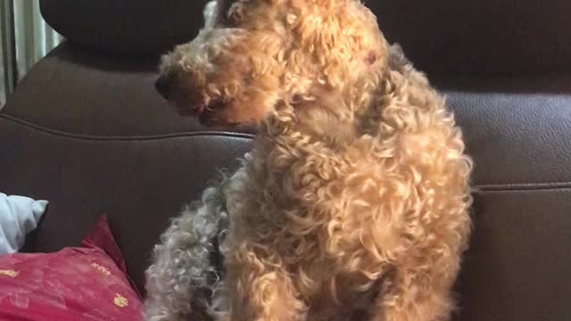 Oscar the Welsh Terrier Enjoys AC/DC Rock & Roll