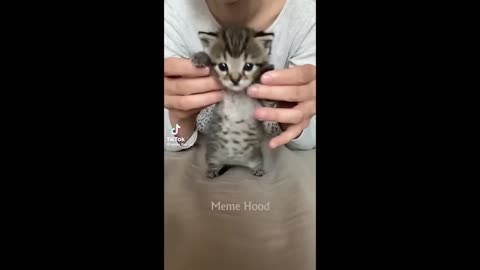 TikTok best of the 2022 funny animal videos 🤩🤩🤩🤩