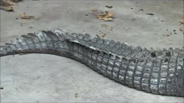 West African Crocodile at Copenhagen Zoo_Cut.mp4