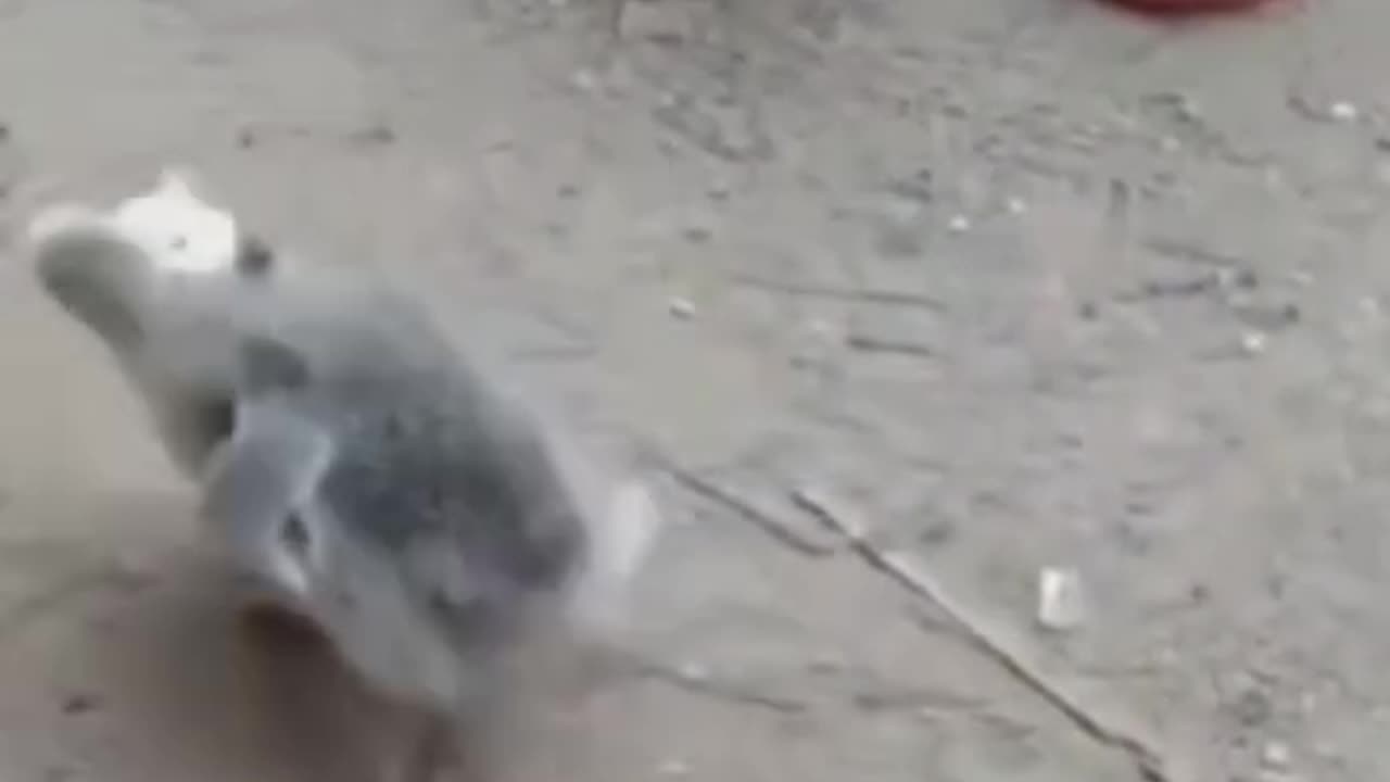 Funny video
