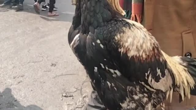 Cute Rooster Video By Kingdom Of Awais