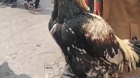 Cute Rooster Video By Kingdom Of Awais