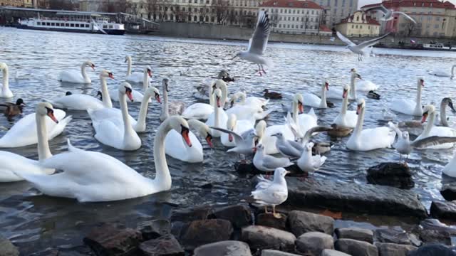 Swans from Prague