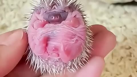 Girl adopted baby hedgehog in her house