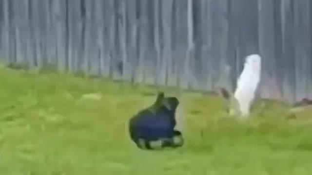 Funny cat acting in front of dog and run😝