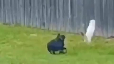 Funny cat acting in front of dog and run😝