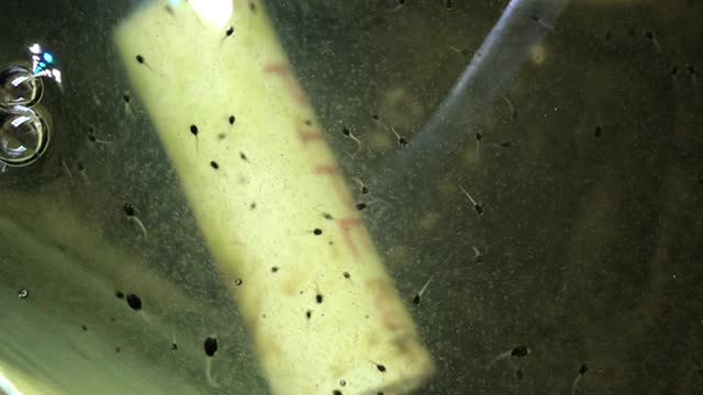 Breeding Striped Blennies: 10 Days Post Hatch.