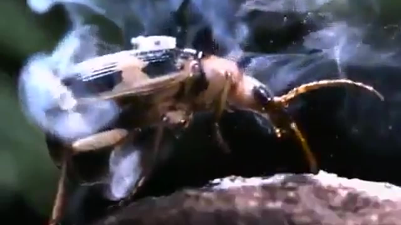 Bombardier Beetles spray boiling acid (212 degrees f)