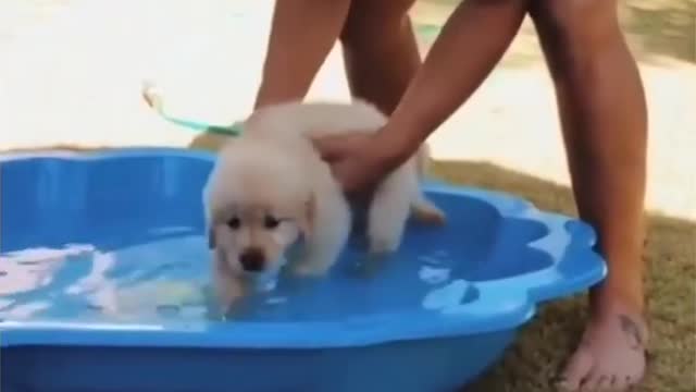 the Cute dog love swimming