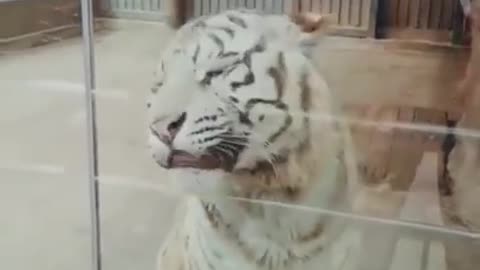 Funny Animal Video