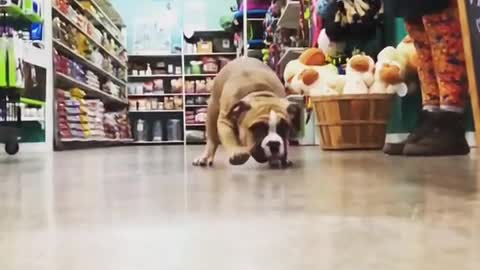 Slowmo brown white bulldog runs camera
