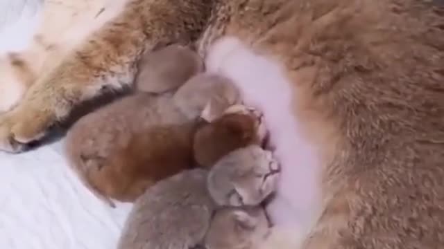 Here is moments people funny videos and we hope that this video make your more fun & you enjoy it