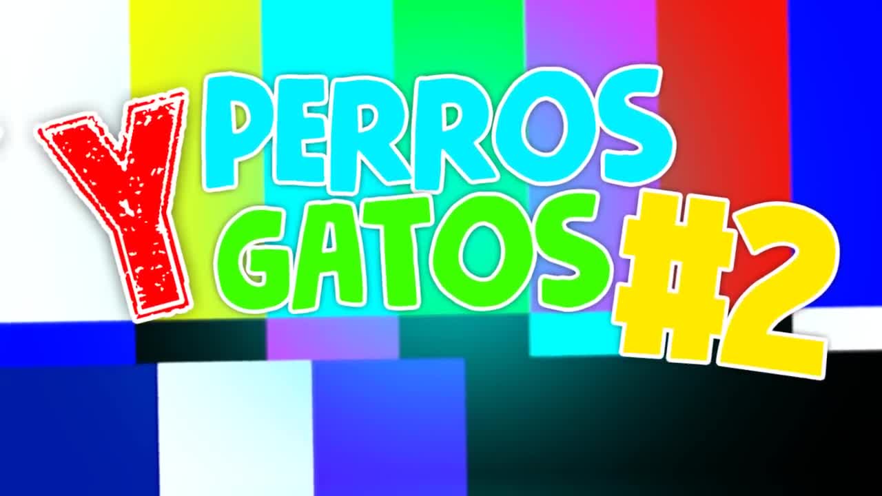 PERROS Y GATOS GRACIOSOS #22