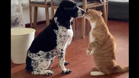 Funniest Animals