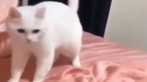 Breakdancing pet - This cat has got more moves than most people
