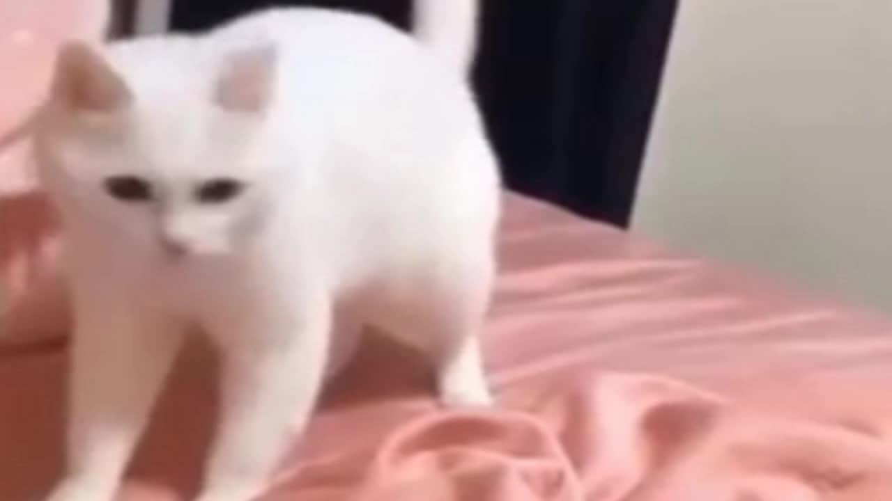 Breakdancing pet - This cat has got more moves than most people