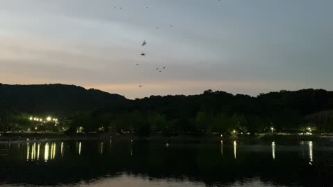 Evening lakeside birds