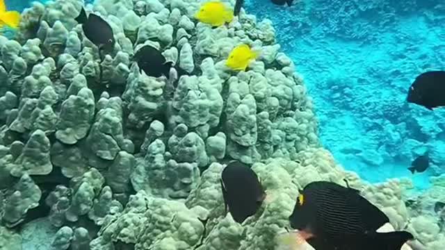 protectouroceans