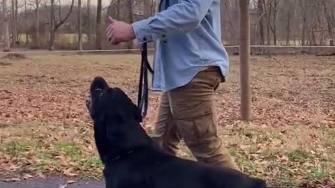 Start them young! #dogtrainingtricks