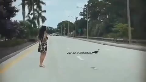 This Lady Stopped Traffic For Ducks To Cross the road