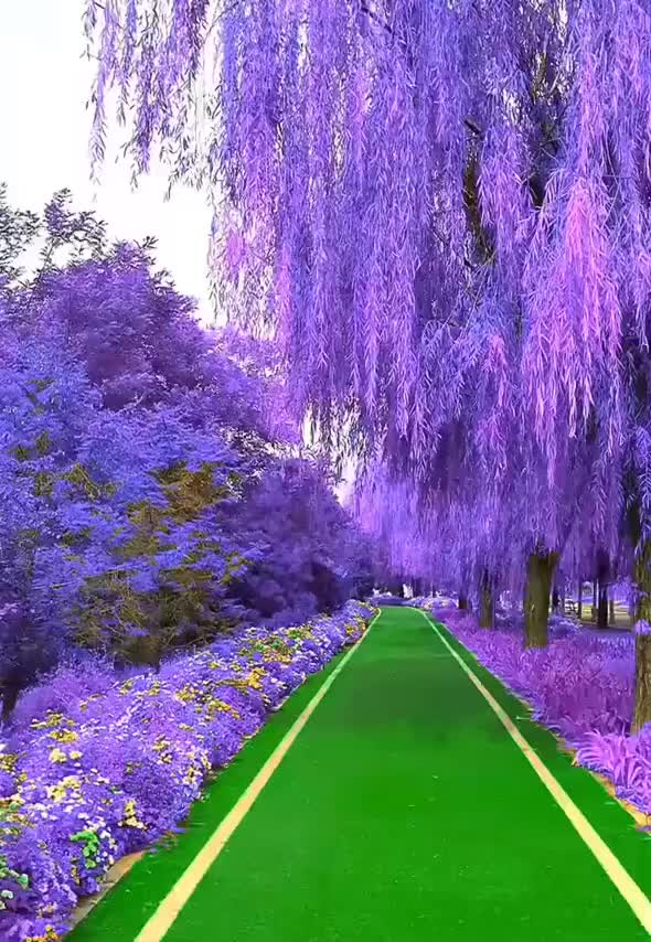 The beautiful road, unique purple road