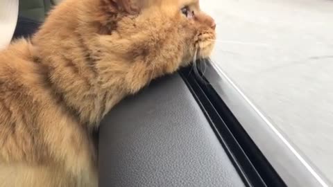 Orange cat sticks head out of car window while owner holds him