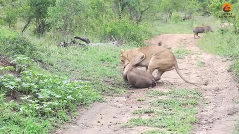 Incredible sighting of a lioness catching a warthog while the rest of its family looks on...