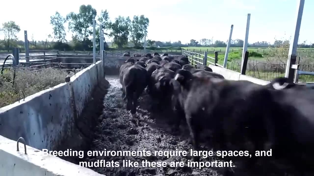 Millions $$ Water Buffalo Farming - Buffalo Milk Harvest technology - Excellent Buffalo Milk Product