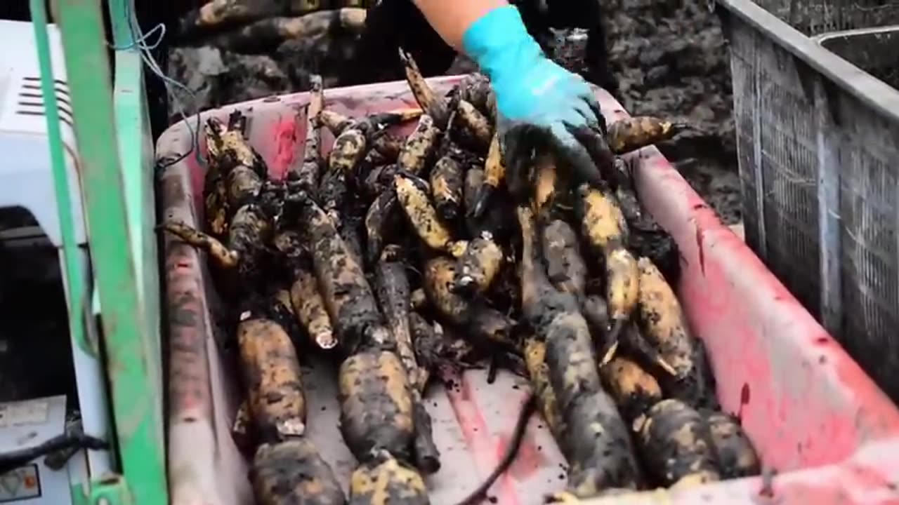 How Japanese Harvesting Millions of Lotus Roots - Lotus Root Processing Factory