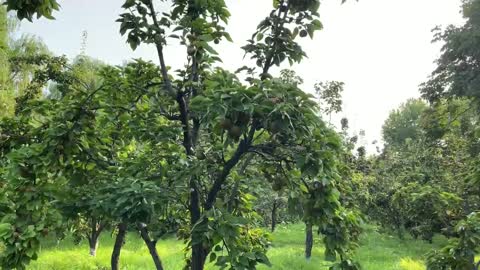 The fruit is about to ripen; the harvest season