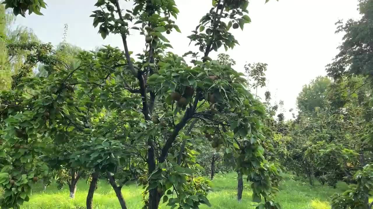 The fruit is about to ripen; the harvest season