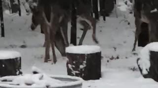 Deer in my yard Traverse City, Mi