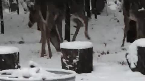 Deer in my yard Traverse City, Mi