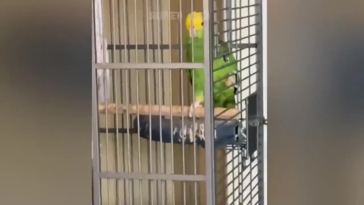 Funny Parrots compilation