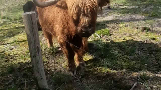 Meeting a bull