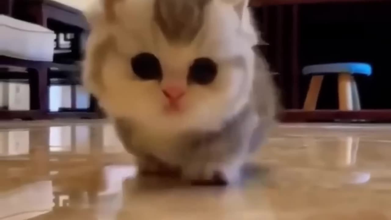 Cutest cat 😺 💕 compilation